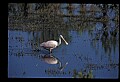 10612-00100-Ibis and Spoonbills-Roseate Spoonbill.jpg