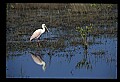 10612-00102-Ibis and Spoonbills-Roseate Spoonbill.jpg