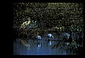 10612-00103-Ibis and Spoonbills-Roseate Spoonbill.jpg