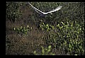 10612-00104-Ibis and Spoonbills-Roseate Spoonbill.jpg