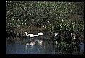 10612-00106-Ibis and Spoonbills-Roseate Spoonbill.jpg