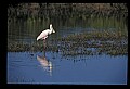 10612-00107-Ibis and Spoonbills-Roseate Spoonbill.jpg