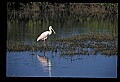 10612-00108-Ibis and Spoonbills-Roseate Spoonbill.jpg