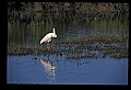 10612-00109-Ibis and Spoonbills-Roseate Spoonbill.jpg