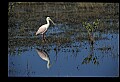 10612-00110-Ibis and Spoonbills-Roseate Spoonbill.jpg
