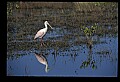 10612-00114-Ibis and Spoonbills-Roseate Spoonbill.jpg