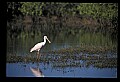 10612-00115-Ibis and Spoonbills-Roseate Spoonbill.jpg