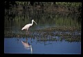10612-00116-Ibis and Spoonbills-Roseate Spoonbill.jpg