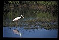 10612-00117-Ibis and Spoonbills-Roseate Spoonbill.jpg