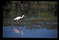 10612-00118-Ibis and Spoonbills-Roseate Spoonbill.jpg