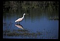 10612-00119-Ibis and Spoonbills-Roseate Spoonbill.jpg
