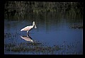 10612-00120-Ibis and Spoonbills-Roseate Spoonbill.jpg