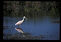 10612-00121-Ibis and Spoonbills-Roseate Spoonbill.jpg