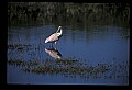 10612-00122-Ibis and Spoonbills-Roseate Spoonbill.jpg