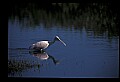 10612-00123-Ibis and Spoonbills-Roseate Spoonbill.jpg