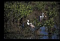 10612-00124-Ibis and Spoonbills-Roseate Spoonbill.jpg