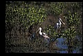 10612-00125-Ibis and Spoonbills-Roseate Spoonbill.jpg