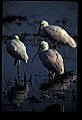 10612-00126-Ibis and Spoonbills-Roseate Spoonbill.jpg
