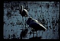 10612-00128-Ibis and Spoonbills-Roseate Spoonbill.jpg