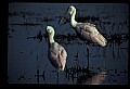 10612-00134-Ibis and Spoonbills-Roseate Spoonbill.jpg
