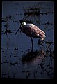 10612-00136-Ibis and Spoonbills-Roseate Spoonbill.jpg