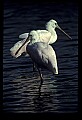 10612-00138-Ibis and Spoonbills-Roseate Spoonbill.jpg