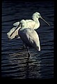 10612-00139-Ibis and Spoonbills-Roseate Spoonbill.jpg