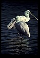 10612-00140-Ibis and Spoonbills-Roseate Spoonbill.jpg
