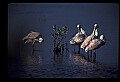10612-00141-Ibis and Spoonbills-Roseate Spoonbill.jpg
