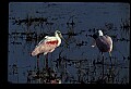 10612-00143-Ibis and Spoonbills-Roseate Spoonbill.jpg