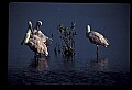 10612-00145-Ibis and Spoonbills-Roseate Spoonbill.jpg