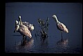 10612-00146-Ibis and Spoonbills-Roseate Spoonbill.jpg