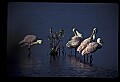 10612-00147-Ibis and Spoonbills-Roseate Spoonbill.jpg