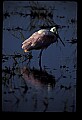 10612-00149-Ibis and Spoonbills-Roseate Spoonbill.jpg