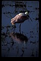 10612-00150-Ibis and Spoonbills-Roseate Spoonbill.jpg
