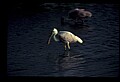 10612-00151-Ibis and Spoonbills-Roseate Spoonbill.jpg