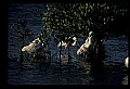 10612-00152-Ibis and Spoonbills-Roseate Spoonbill.jpg