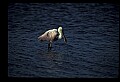 10612-00153-Ibis and Spoonbills-Roseate Spoonbill.jpg