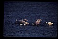 10612-00154-Ibis and Spoonbills-Roseate Spoonbill.jpg