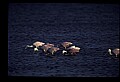 10612-00155-Ibis and Spoonbills-Roseate Spoonbill.jpg