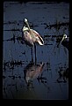 10612-00157-Ibis and Spoonbills-Roseate Spoonbill.jpg