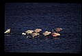 10612-00158-Ibis and Spoonbills-Roseate Spoonbill.jpg