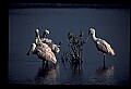 10612-00159-Ibis and Spoonbills-Roseate Spoonbill.jpg