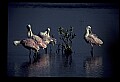 10612-00160-Ibis and Spoonbills-Roseate Spoonbill.jpg