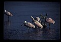 10612-00161-Ibis and Spoonbills-Roseate Spoonbill.jpg