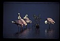 10612-00162-Ibis and Spoonbills-Roseate Spoonbill.jpg