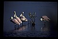 10612-00163-Ibis and Spoonbills-Roseate Spoonbill.jpg
