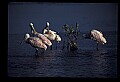 10612-00164-Ibis and Spoonbills-Roseate Spoonbill.jpg