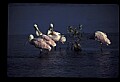 10612-00165-Ibis and Spoonbills-Roseate Spoonbill.jpg