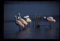 10612-00166-Ibis and Spoonbills-Roseate Spoonbill.jpg